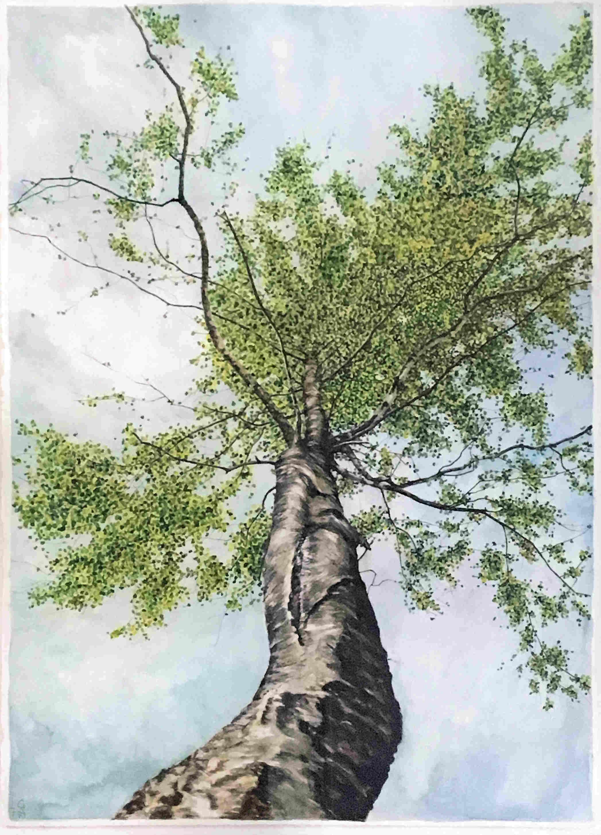 'Birch Tree III' by artist Gavin Weir